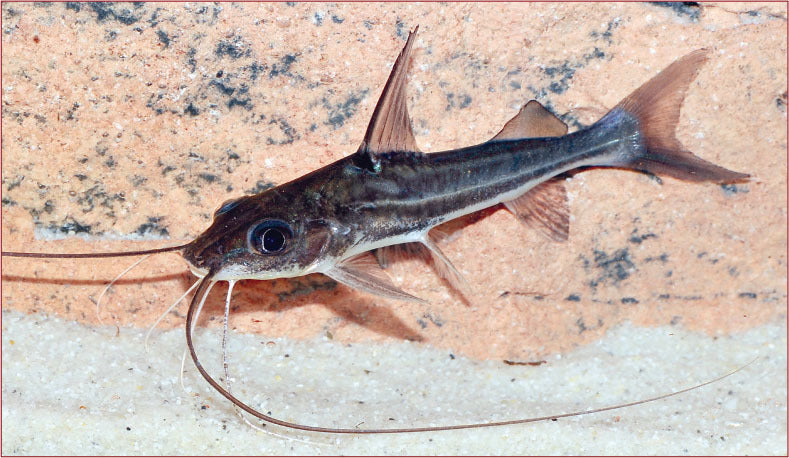Four Line Pictus Catfish 3.5–4” – Active Live Freshwater Community Aquarium Fish