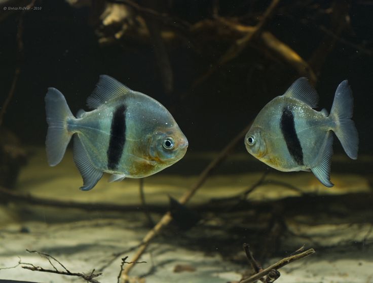 Black Ear Pacu 1-1.25 Inch Live Freshwater Aquarium Fish South American XL