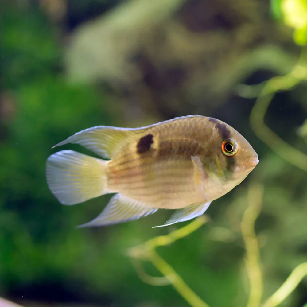2-Pack Keyhole Cichlid 1-1.5 Inch Live Freshwater Community Aquarium Fish Peace