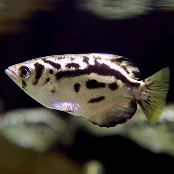Burmese Archer Fish 3–4” – Live Freshwater Brackish Aquarium Fish for Large Tanks