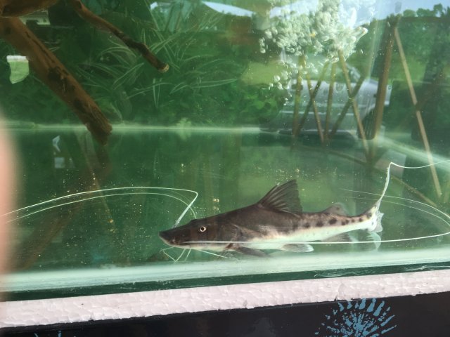 True Piraiba Catfish 2-2.5 Inch Live Freshwater Predator Aquarium Fish XL