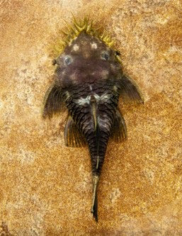 Medusa Pleco L034 2.5-3" Live Freshwater Fish Rare Bristlenose Catfish