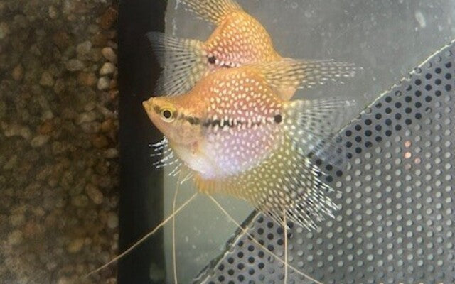Pearl Balloon Gourami 1.75–2” – Live Freshwater Fish – Peaceful Community Species