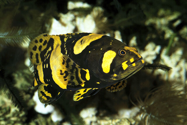 Bumblebee Grouper 3” – Brackish – Rare Juvenile Fish for Large Tanks XL