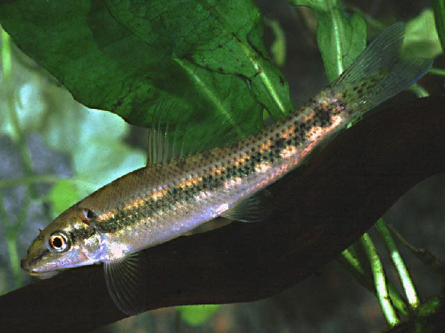 6-Pack Chinese Algae Eater 2 Inch Live Freshwater Aquarium Fish Algae Cleaner