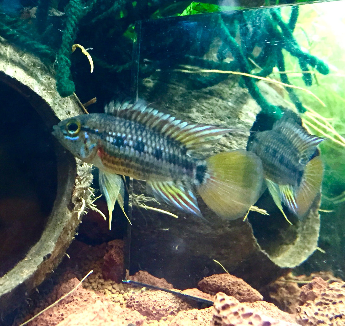 3 Pack Apistogramma Cruzi 1 Inch Live Freshwater Dwarf Cichlid Aquarium Fish