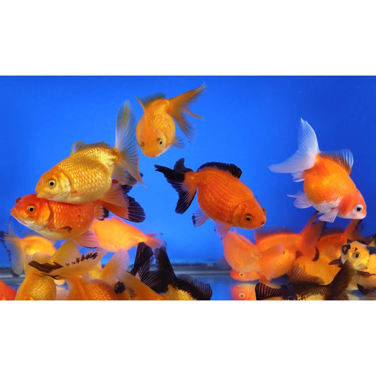 4-Pack Mixed Pearlscale Goldfish 1.5β β Fancy Live Freshwater Aquarium Fish