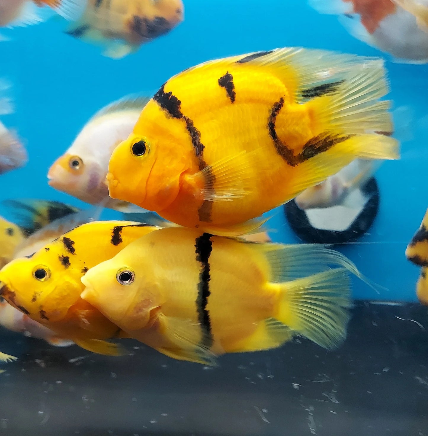 Yellow Tiger Parrot Cichlid 4″ – Live Freshwater Aquarium Fish – Rare Hybrid Cichlid