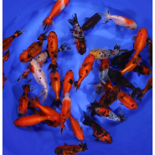 3-Pack Assorted Ranchu Goldfish 2β2.5β β Fancy Live Freshwater Aquarium Fish