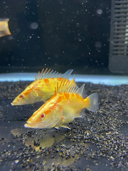 Albino Red Chinese Perch 2.5–3” Live Freshwater Rare Predator Aquarium Fish