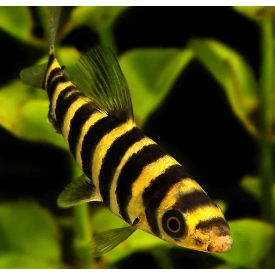3-Pack Leporinus affinis 2.0–2.5” – Active Freshwater Aquarium Fish for Large Tanks