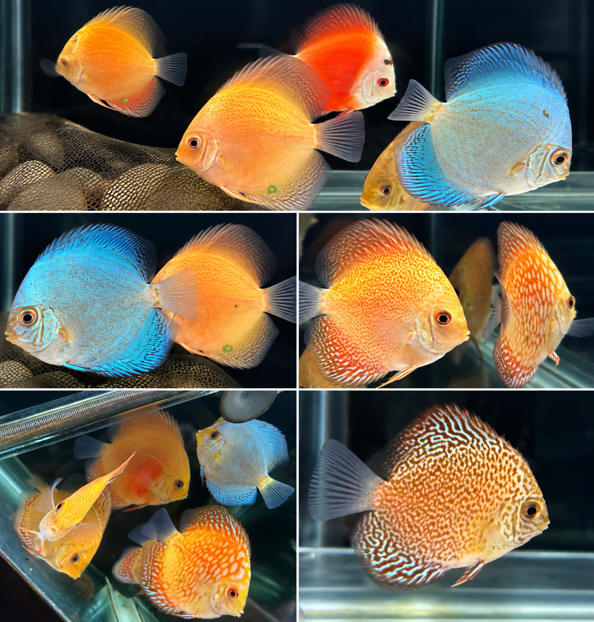 2-Pack Assorted Malaysian Discus 2-2.5" Live Freshwater Tropical Aquarium Fish