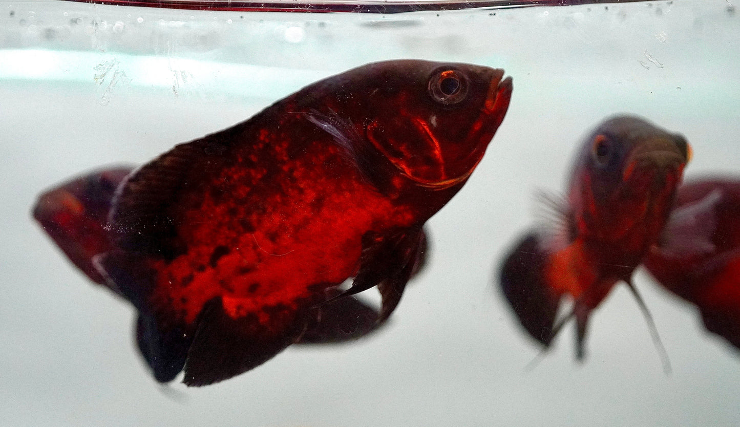 Oscar Black-Red Chili 2.5-3 Inch Live Freshwater Cichlid Aquarium Fish XL
