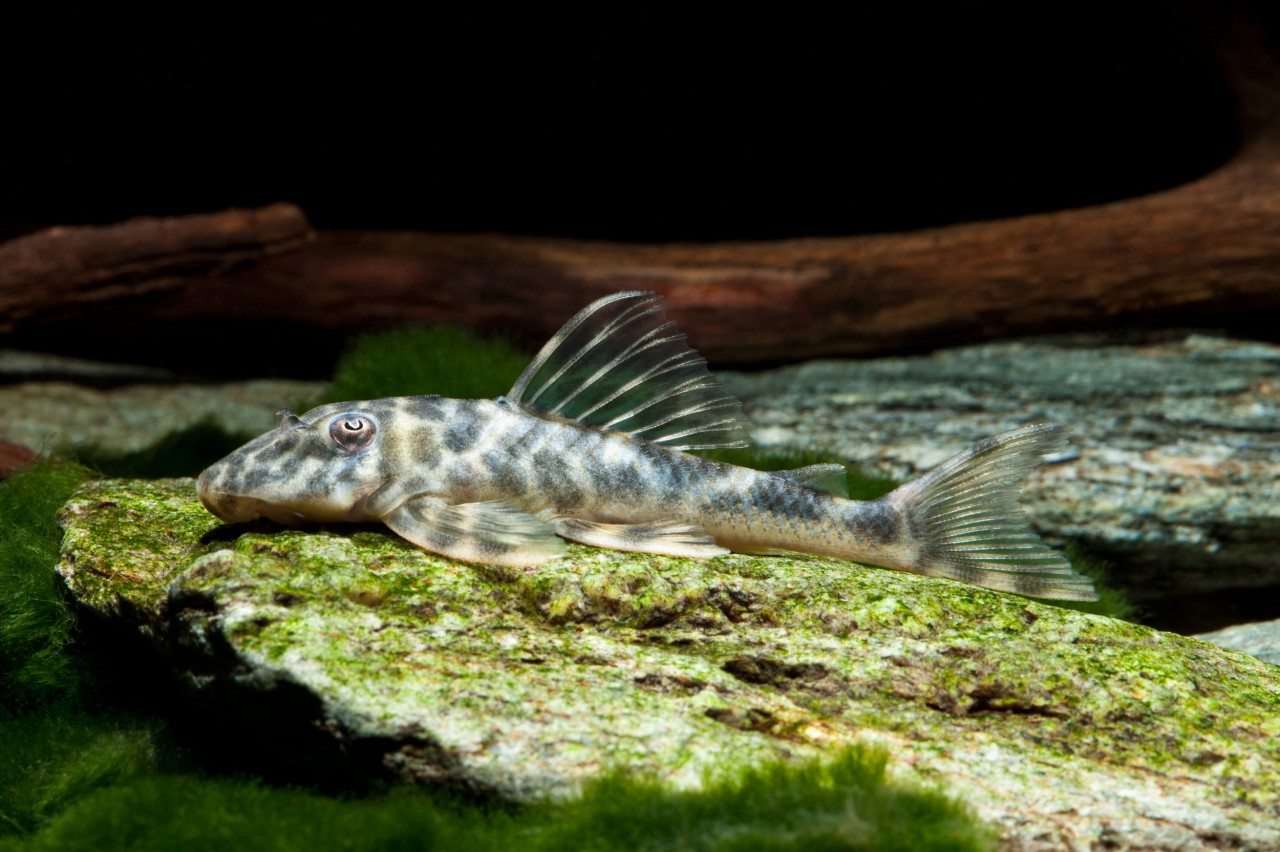2-Pack False Zebra Plecostomus L127 1.5–2.0” – Peaceful Freshwater Aquarium Fish