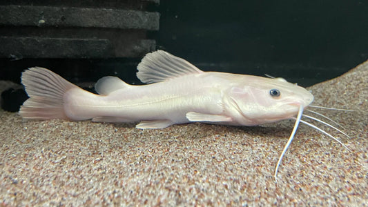 Phantom Red Tail Catfish3.5-4 Inch Live Freshwater Fish Aquarium Rare XL