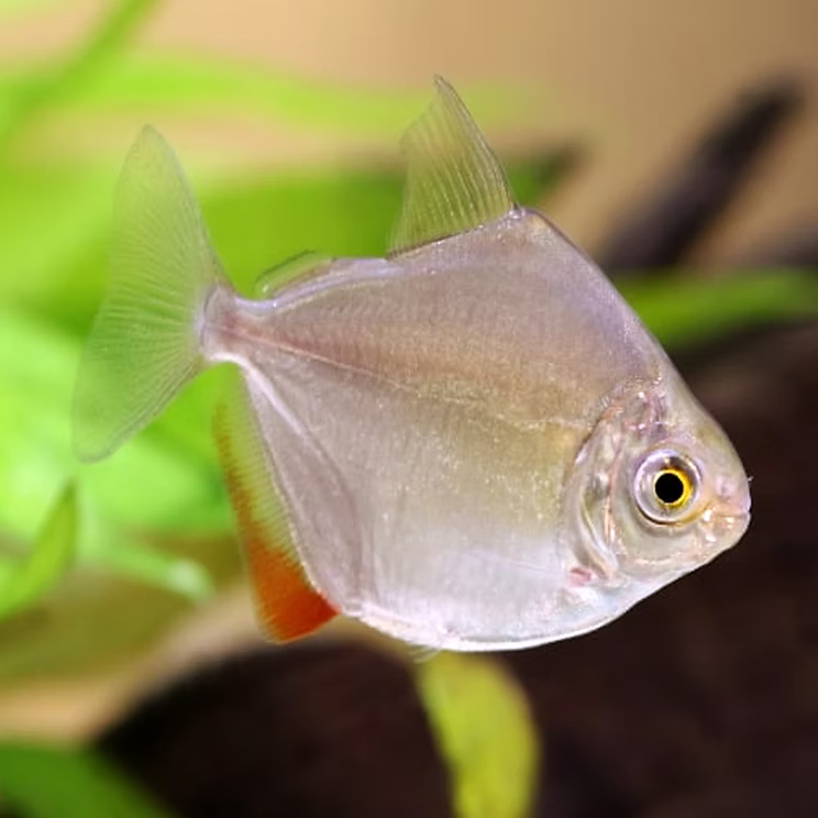 2-Pack Colombian Silver Dollar 3-3.5 Inch Live Freshwater Aquarium Fish XL