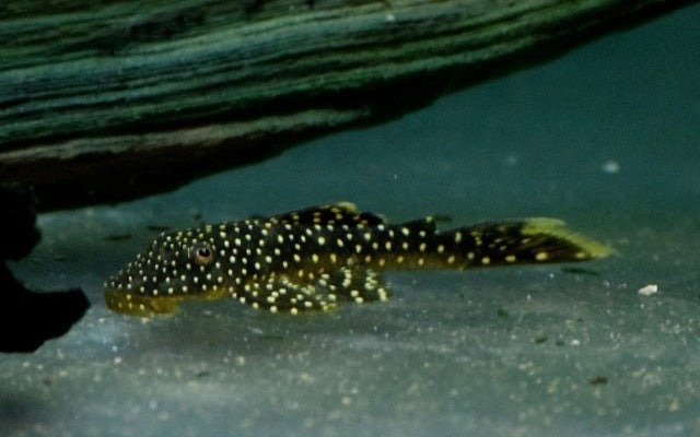 Lot Spot Plecostomus L067 2–3” – Rare Medium Freshwater Pleco Aquarium Fish