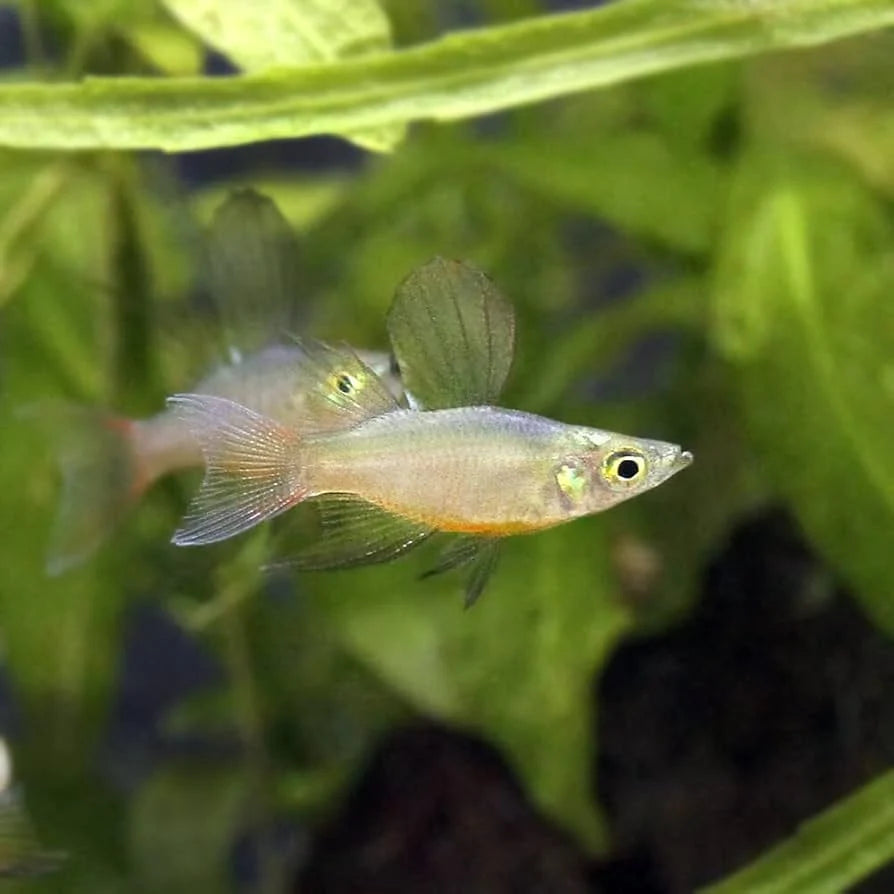 3-Pack Balloon Threadfin Rainbowfish 0.75–1" Live Freshwater Aquarium Fish