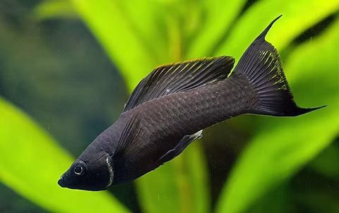5-Pack Black Lyretail Molly Medium β Live Freshwater Aquarium Fish β Hardy & Active
