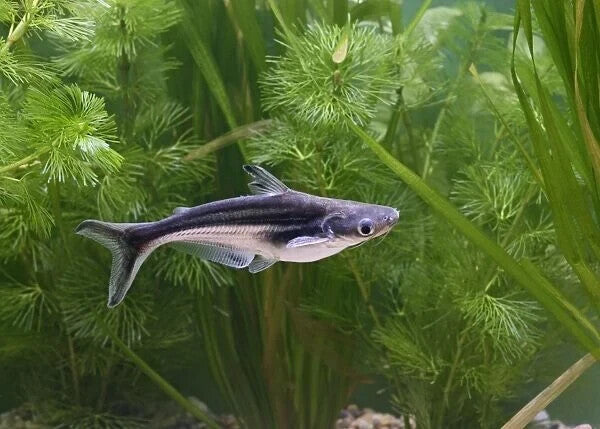 2x Iridescent- Shark-Fish 2" – Live Freshwater Tropical Aquarium Fish