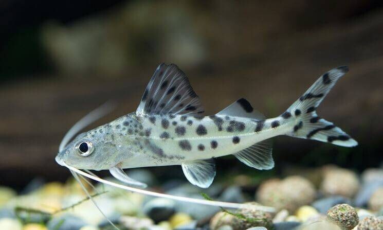 2x Polka Dot Pictus Catfish – Live Freshwater Fish – Community Bottom Feeder