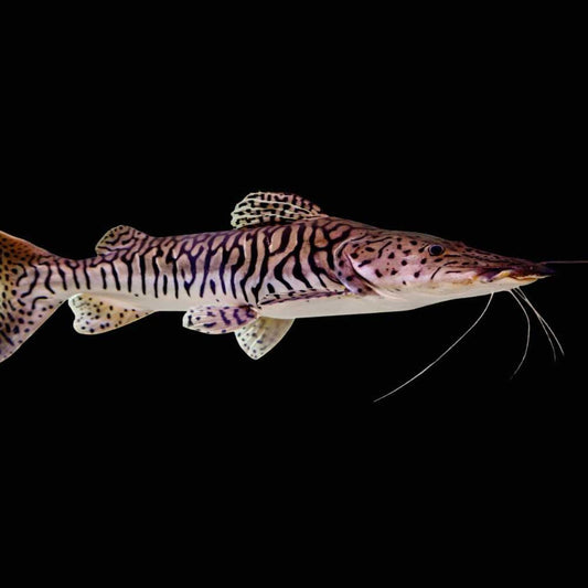2-3" Tiger Shovelnose Catfish β Live South American Predator Fish