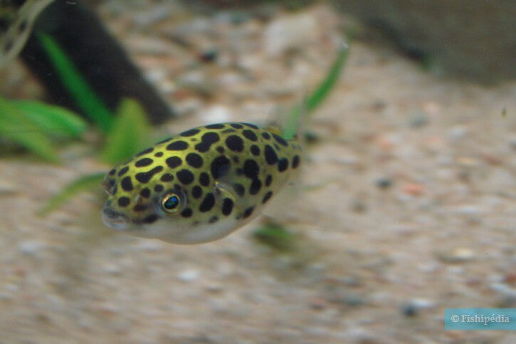 Pack 3 Leopard Puffer 1 Inch (Tetraodon Nigroviridis) Live Fish FREE SHIPPING