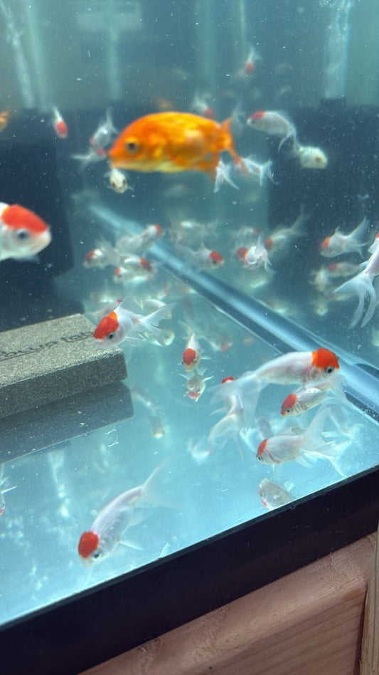 Red Cap Oranda Goldfish 1.0-1.5 Inch (Pack 4) Live Fish FREE SHIPPING