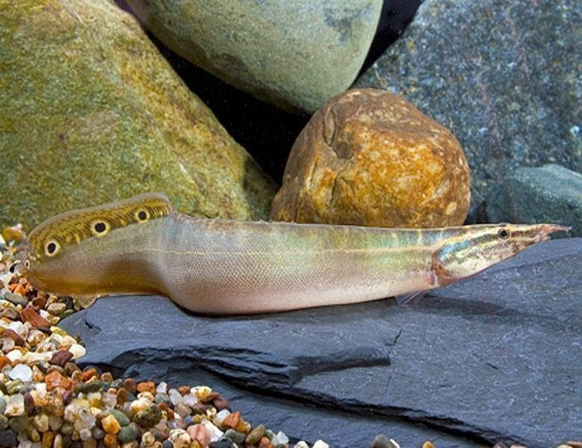 Peacock-Eel 5-7 Inch (Macrognathus siamensis) Live Fish