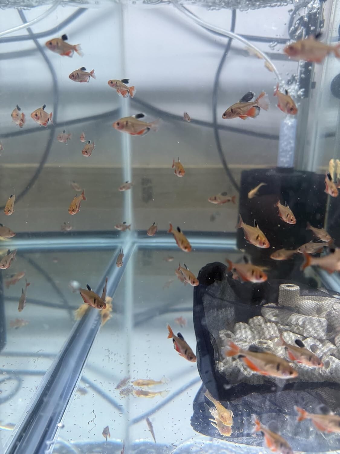 Tetra Serpae LF Pack of 8, Live Fish for Aquarium FREE SHIPPING
