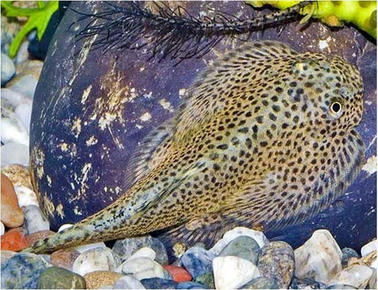 Goldring Butterfly Hillstream Loach PACK 5 FREE SHIPPING