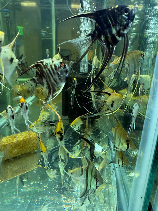 Pack of 3 Mixed Veiltail Angelfish β Live Fish, 1.5β³ Body / 3β³+ Silhouette,