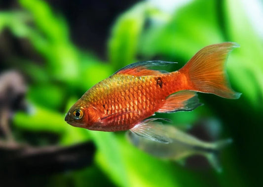 6x Longfin Rosy Barb Live Freshwater Fish β Hardy Community Aquarium Fish