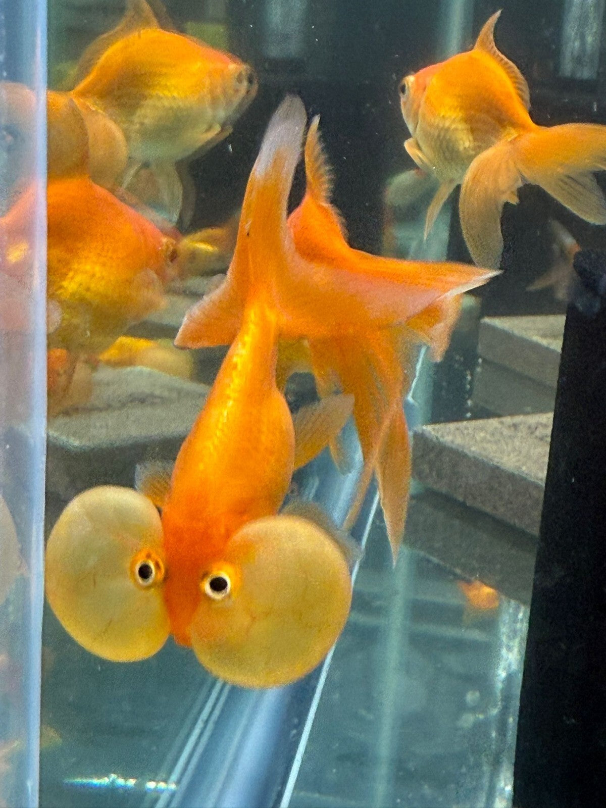 Red Assorted Bubble‑Eye Goldfish Pack of 2 – Fancy Live Aquarium Fish 2–3″