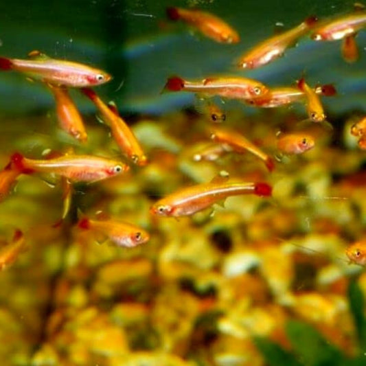 8Pack Gold - White Cloud Danio (Tanichthys Albonubes) Live Fish FREE SHIPPING