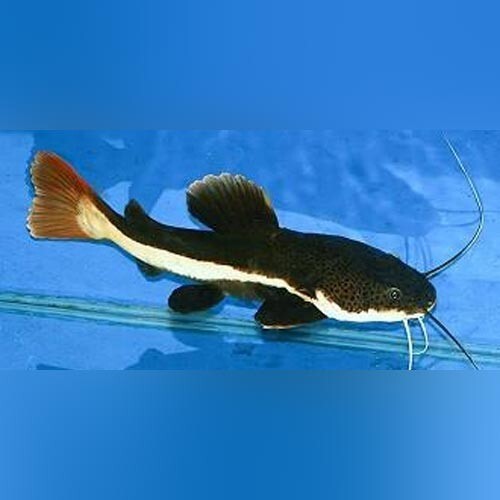Redtail Catfish 1-1.5 Inch Livefish