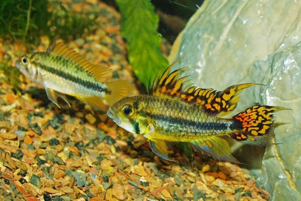 (1M-1H) Apist. Cacatuoides Double Red PAIR Live Fish