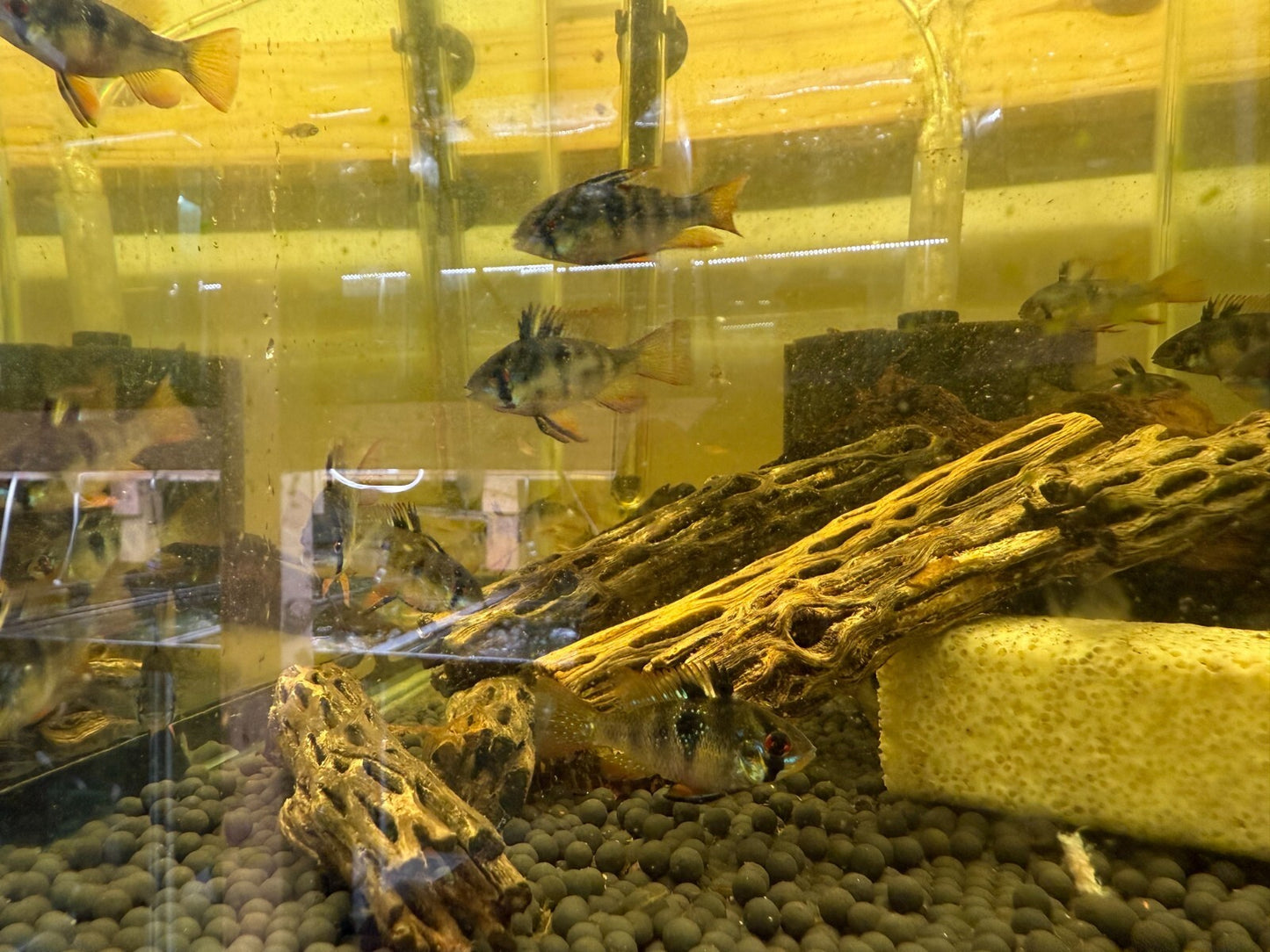 2-Pack Black German Ramirezi Live Fish