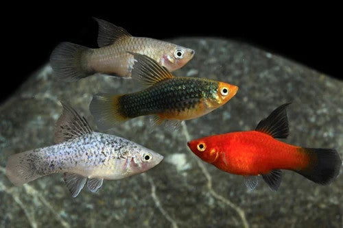 High Fin Platy School of 6–Live Colorful Community Freshwater Fish FREE SHIPPING