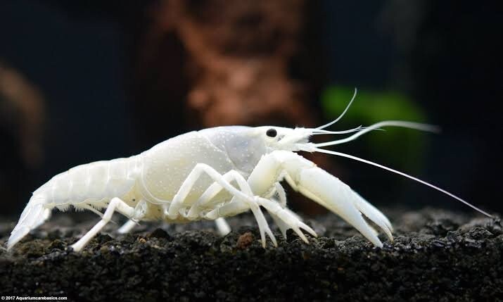 2 Pack White Vanilla Crawfish/ Crayfish 2-2.5 Inch LiveFish FREE SHIPPING