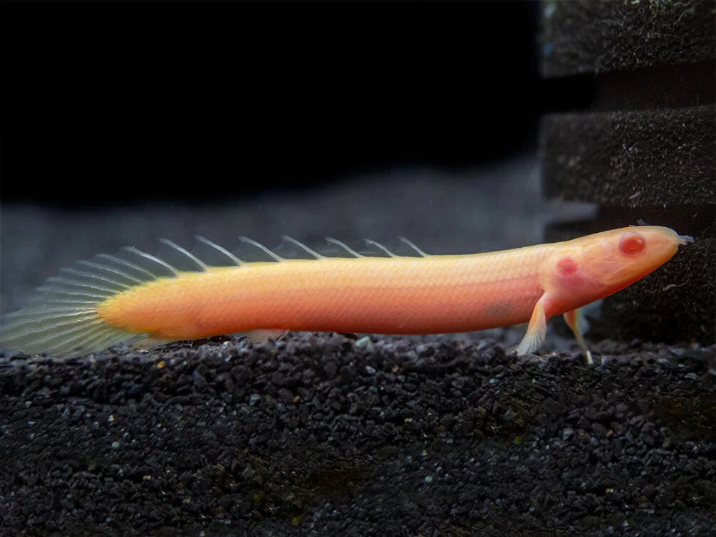 2 Pack Albino Senegal Bichir (3.0-3.5 Inch) Live Fish FREE SHIPPING