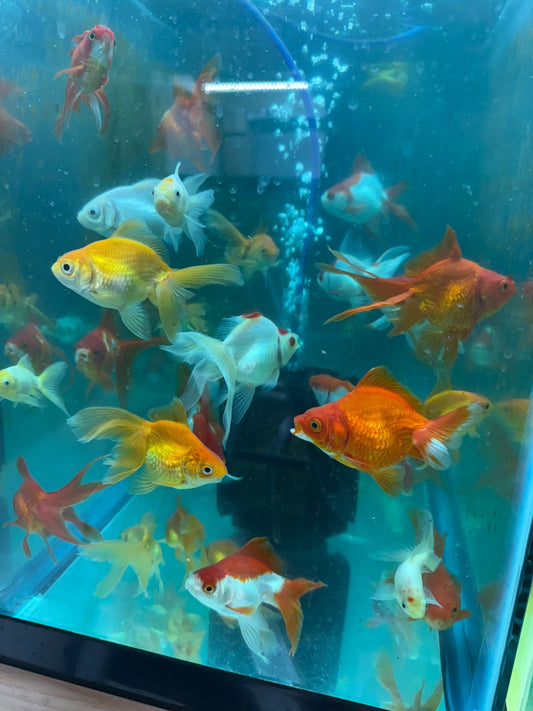 Red and White Ryukin Goldfish 3-4β Assorted Live Fancy Aquarium Fish
