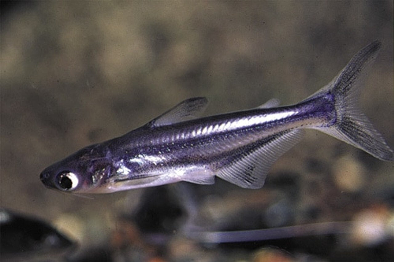 2x Iridescent- Shark-Fish 2" – Live Freshwater Tropical Aquarium Fish