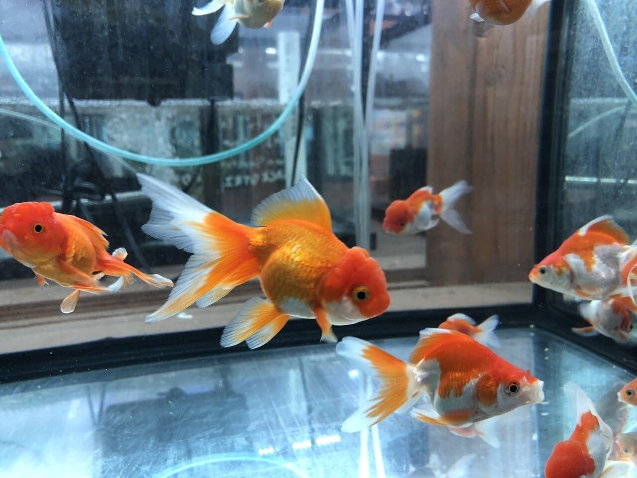Assored Red Oranda Goldfish 2.0-2.5 Inch (Pack 4) Live Fish FREE SHIPPING