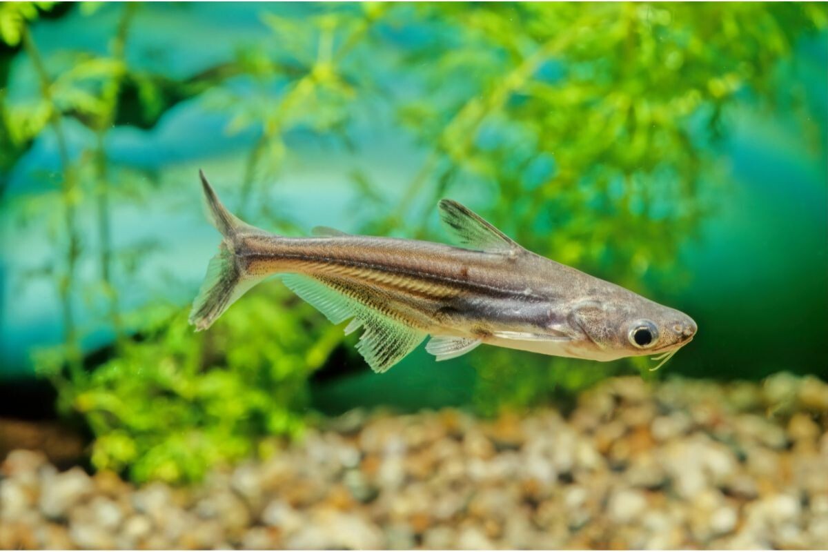 2x Iridescent- Shark-Fish 2" – Live Freshwater Tropical Aquarium Fish