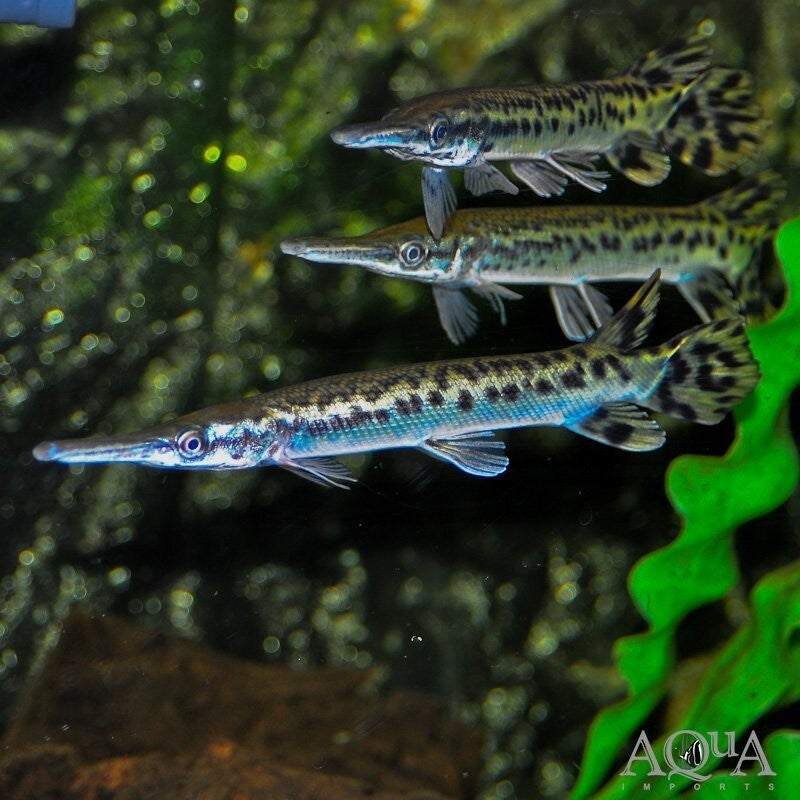 Alligator Gar 3-4 Inch Live Fish
