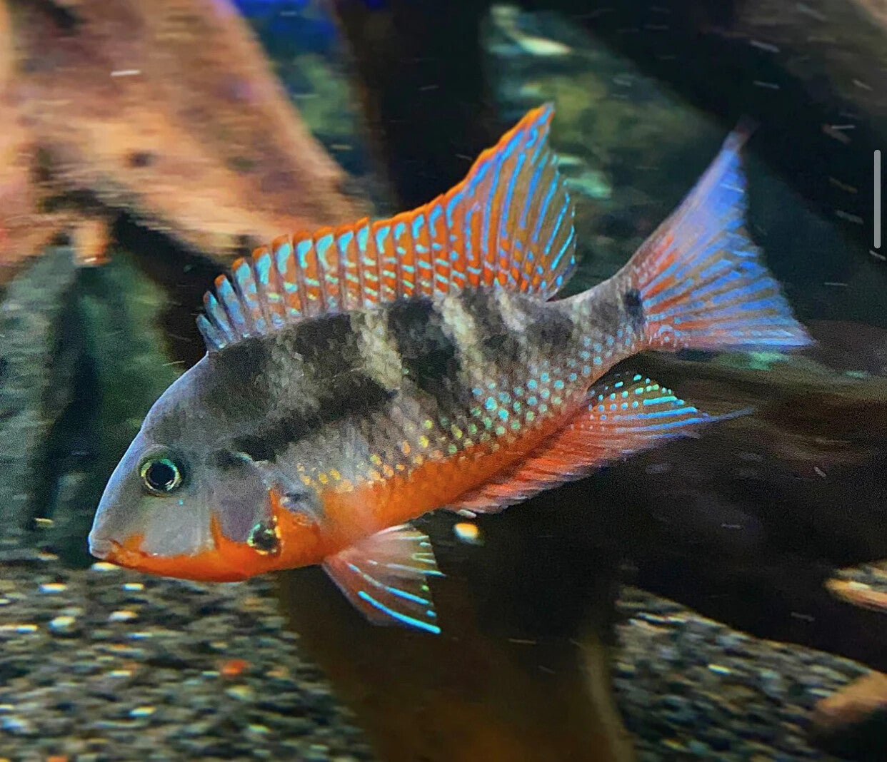 Firemouth Meeki Cichlid Med 2.0-2.5 Inch Live Fish