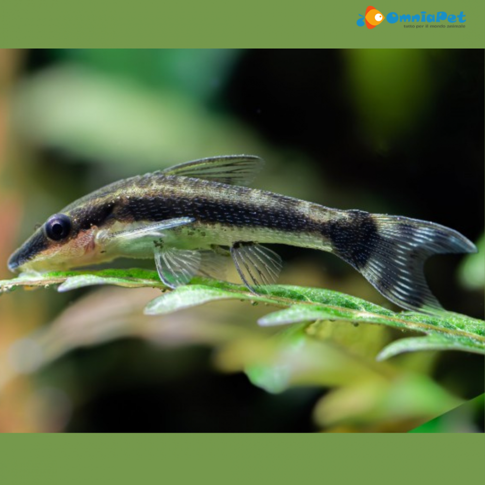Pack 6 Otocinclus Brazil Affinis Live Fish FREE SHIPPING