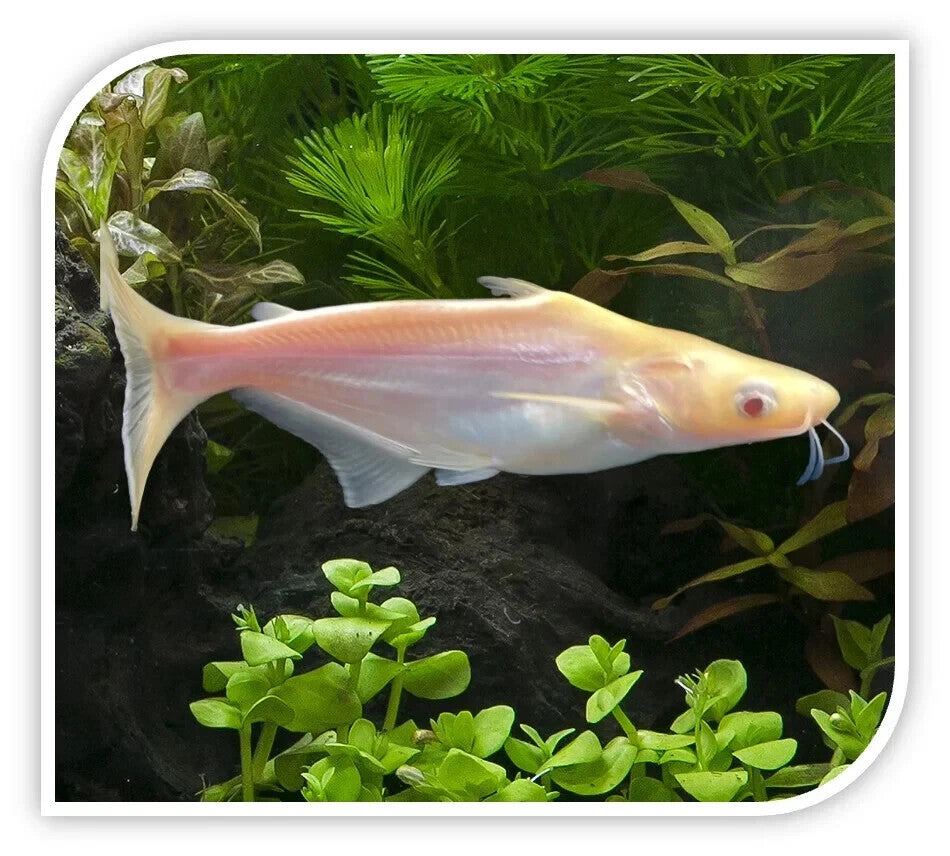 1 Albino + 1 Iridescent-Shark – Live 2" Freshwater Fish – Pack of 2