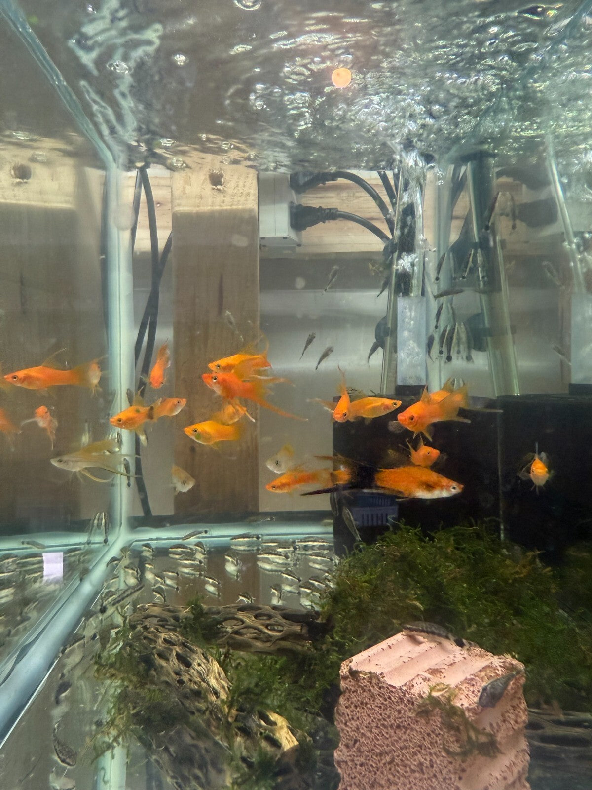 Pack 5 Assorted Lyretail Swordtail Live Fish